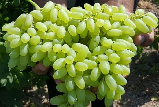 محصول تاکستان های بیضا به بازار آمد 