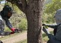 درختان؛ آرشیو زنده تغییرات اقلیمی و محیطی