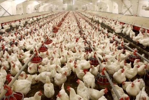 رشد 30 درصدی جوجه‌ریزی در مرغداری‌های استان خوزستان