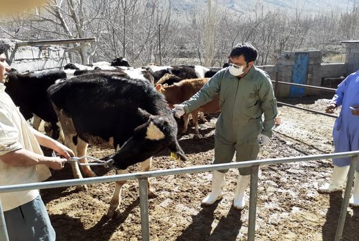 اجرای طرح واکسیناسیون تب برفکی دام سنگین در استان کرمان