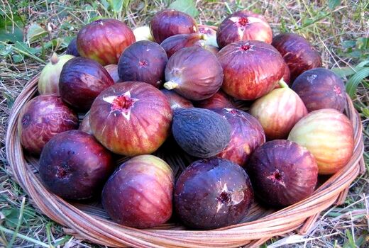 عرضه بیش از 5 هزار تن انجیر تولیدی جهرم به شهرستان‌ها