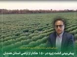 پیش‌بینی کشت زیره در ۱۵۰ هکتار از اراضی استان همدان