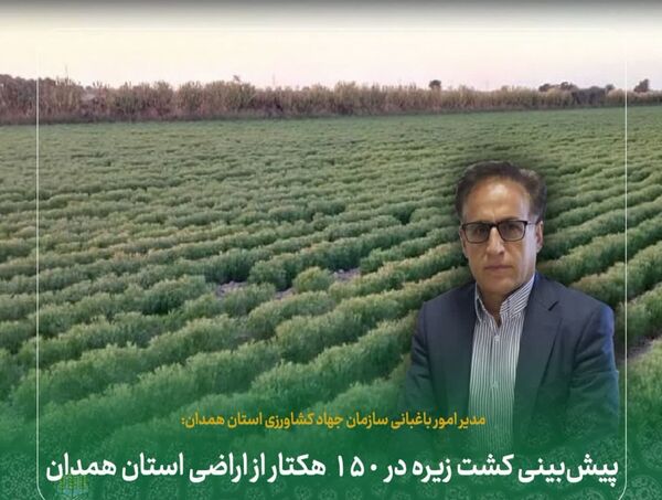 پیش‌بینی کشت زیره در ۱۵۰ هکتار از اراضی استان همدان