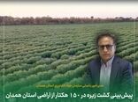پیش‌بینی کشت زیره در ۱۵۰ هکتار از اراضی استان همدان
