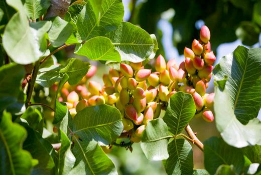 پیش بینی تولید 18 هزار تن پسته در فارس