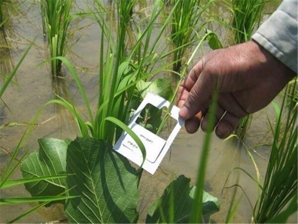 رها سازی زنبور تریکوگراما در 150 هکتار از شالیزارهای محمودآباد