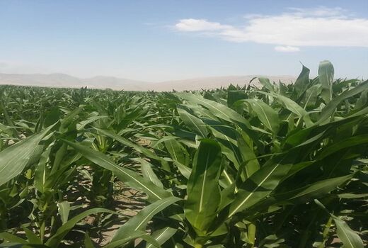 آغاز برداشت ذرت علوفه ای در کوار