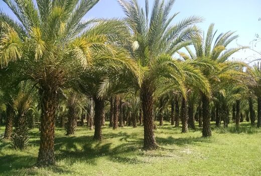 پرداخت تمام اعتبارات طرح توسعه و جایگزینی نخیلات به نخلداران آبادانی 
