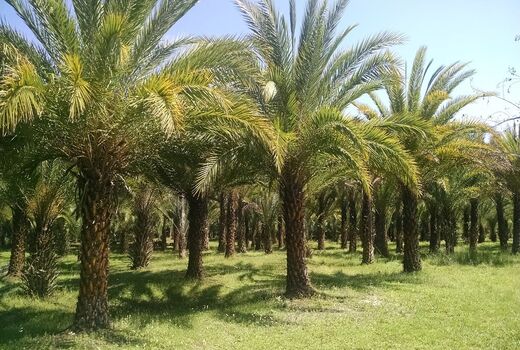 پرداخت تمام اعتبارات طرح توسعه و جایگزینی نخیلات به نخلداران آبادانی 