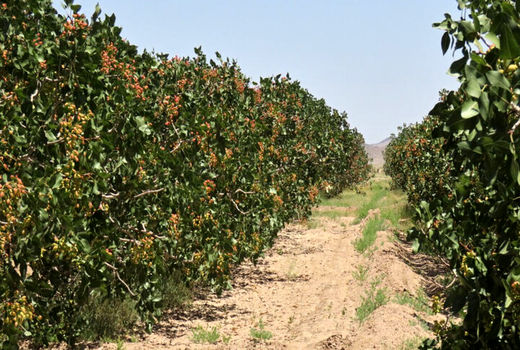 رشد ۶۰ درصدی صنعت طلای سبز در اصفهان 