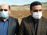 زرشک خراسان جنوبی در سبد حمایتی جهاد کشاورزی قرار می‌گیرد