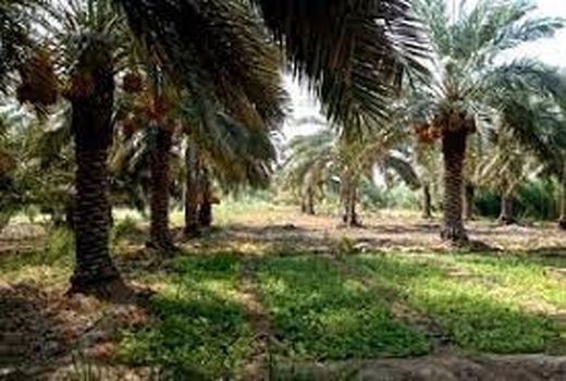 افزایش بهره‌وری از فضای نخیلات با استفاده از میانه‌کاری