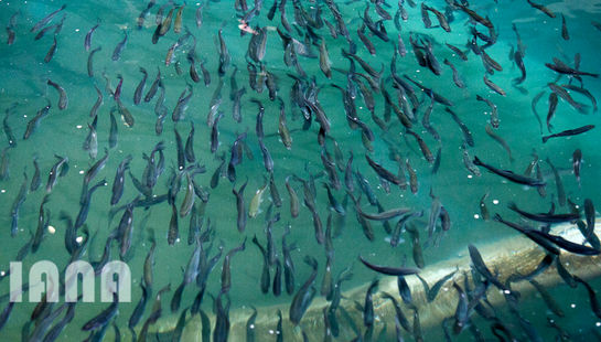 کشاورزی استان زنجان