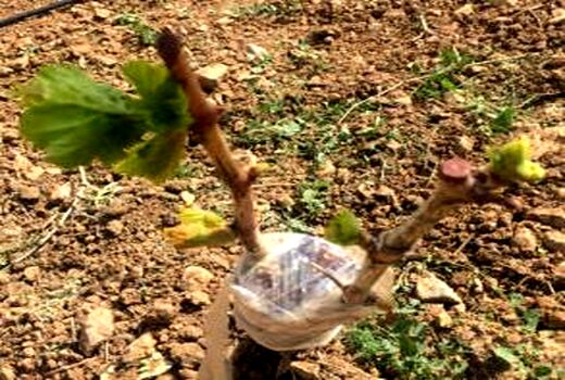 طرح سرشاخه کاری درختان انگور با ارقام جدید در تاکستان اجرا شد