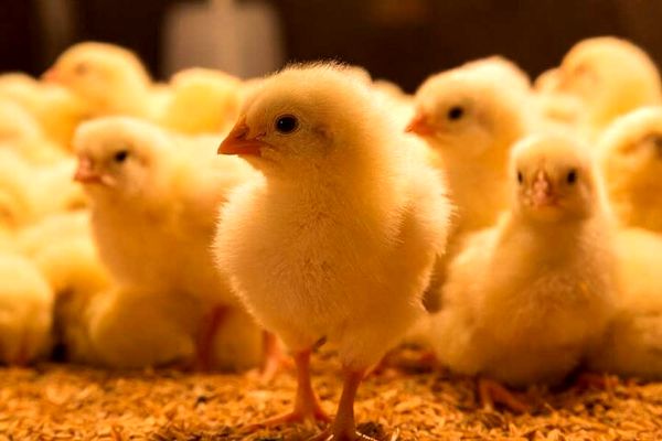 افزایش 14.5 درصدی جوجه‌ریزی در مرغداری‌های چهارمحال و بختیاری