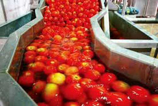 ۶۲ هزار تن به ظرفیت فراوری محصولات کشاورزی استان افزوده شده است