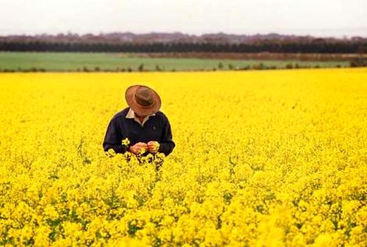 خوزستان تنها تولیدکننده بذر کلزای هیبرید بهاره کشور