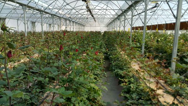 اصفهان رتبه سوم در تولید گل محمدی