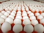 هیچ گزارشی از بی‌کیفیت بودن تخم‌ مرغ صادراتی ایرانی نداریم 