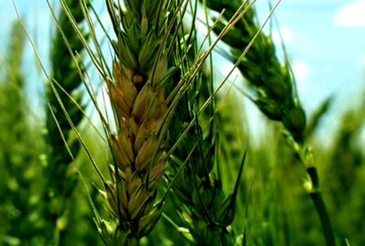 مبارزه با بیماری‌های برگی در مزارع غلات استان خراسان شمالی