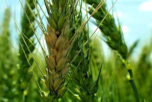 مبارزه با بیماری‌های برگی در مزارع غلات استان خراسان شمالی
