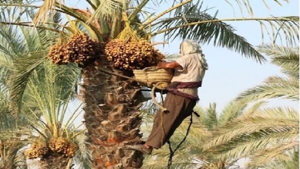پیش بینی تولید بیش از 18 هزارتن خرما در شهرستان داراب 