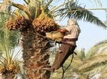 پیش بینی تولید بیش از 18 هزارتن خرما در شهرستان داراب 