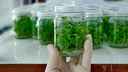 دومین سمپوزیوم ملی کشت بافت گیاهی ۲۶ تا ۲۸ تیرماه برگزار می‌شود