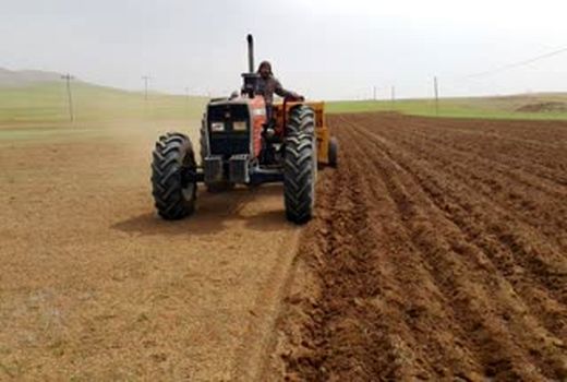 ۳۷۴ هزار هکتار از اراضی کشاورزی آذربایجان غربی زیر کشت گندم پاییزه می رود 