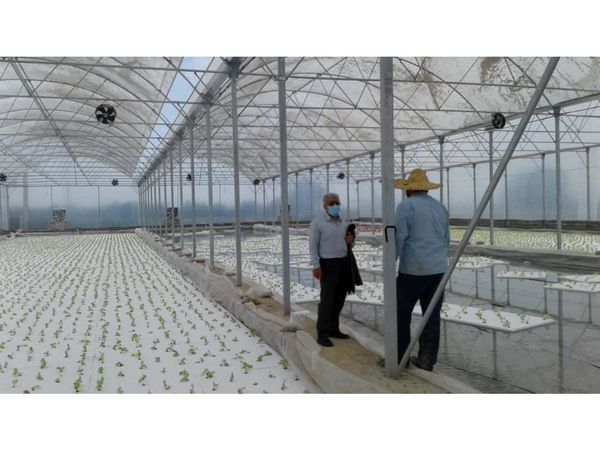 احداث گلخانه هیدروپونیک 1500 متری در نکا/ تولید کاهو فرانسوی