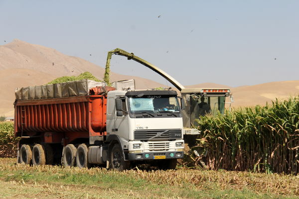آغاز برداشت ذرت علوفه ای در شهرستان کیار