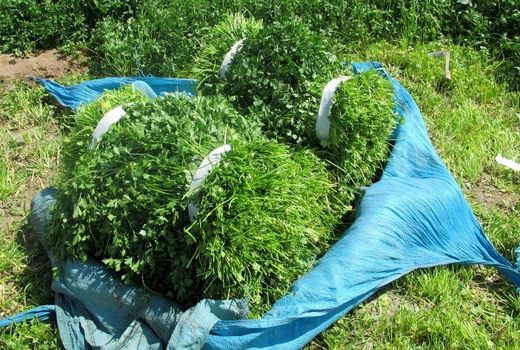 سبزیجات صدرنشین فهرست دورریزها 