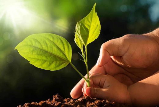 جایزه جهانی روز خاک به ایران رسید/ تقدیر فائو از عملکرد وزارت جهاد کشاورزی