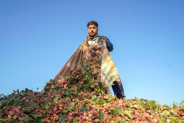 کاهش ۴۰ درصدی سهم کشاورزی از مصرف آب/توسعه پسته باید بر پایه ظرفیت واقعی منابع آب باشد