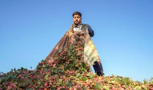 کاهش ۴۰ درصدی سهم کشاورزی از مصرف آب/توسعه پسته باید بر پایه ظرفیت واقعی منابع آب باشد