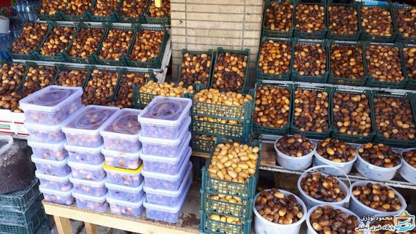 مردم هند شیرینی خرمای جهرم را می‌چشند