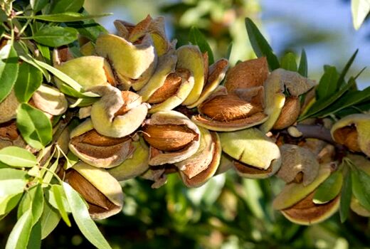 تولید بیش از 8250 تن محصول بادام در استان آذربایجان شرقی در سال جاری