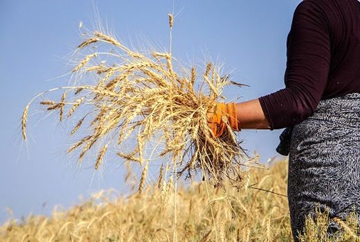 برداشت گندم از بیش از 37 هزار هکتار شهرستان اردبیل