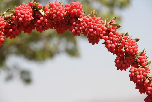 آخرین مهلت دریافت تسهیلات بارگاه زرشک در خراسان جنوبی