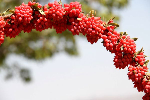 آخرین مهلت دریافت تسهیلات بارگاه زرشک در خراسان جنوبی