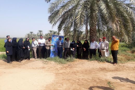 بازدید کارشناسان و کشاورزان پیشرو از آبیاری قطره‌ای مزرعه برنج