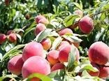 پیش بینی برداشت چهار هزار و ۶۰۰ تن هلو از باغات خراسان شمالی 
