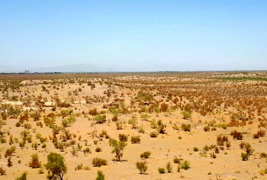 جنگلهای بیابانی ایران احیا می‌شوند