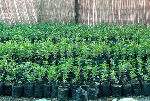 توزیع دو میلیون اصله نهال در چهارمحال و بختیاری