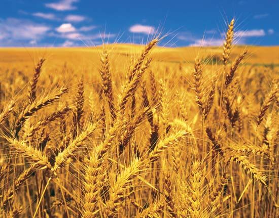 چین، بزرگترین تولیدکننده گندم در دنیا
