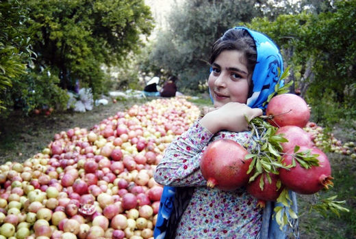 برداشت4800 تن  انار ارگانیک در شهرستان جلفا