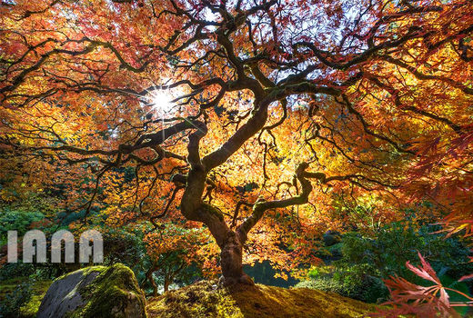 باغ ژاپنی پورتلند در اورگان 