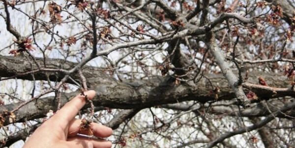 سرمازدگی 450 میلیارد تومان به باغات خسارت زد
