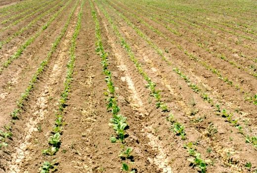 اختصاص 2 هزار هکتار از اراضی کشاورزی چهارمحال و بختیاری به کشت چغندرقند