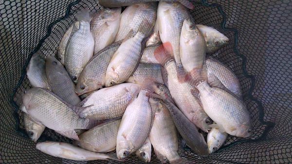  بالاخره واردات تیلاپیا ممنوع شد